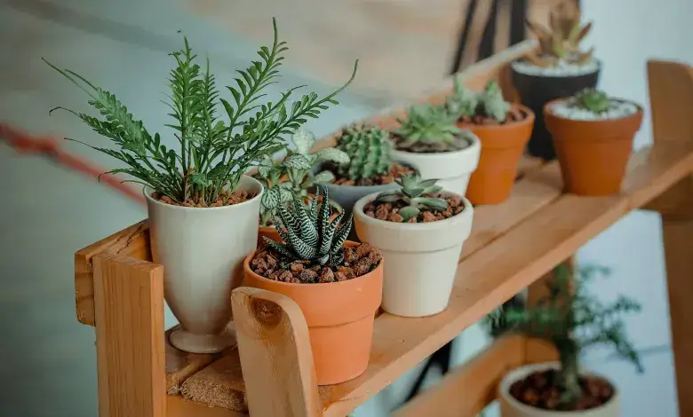 النباتات المنزلية في المنزل الجديد بعد النقل